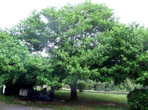 dewandaru-tree